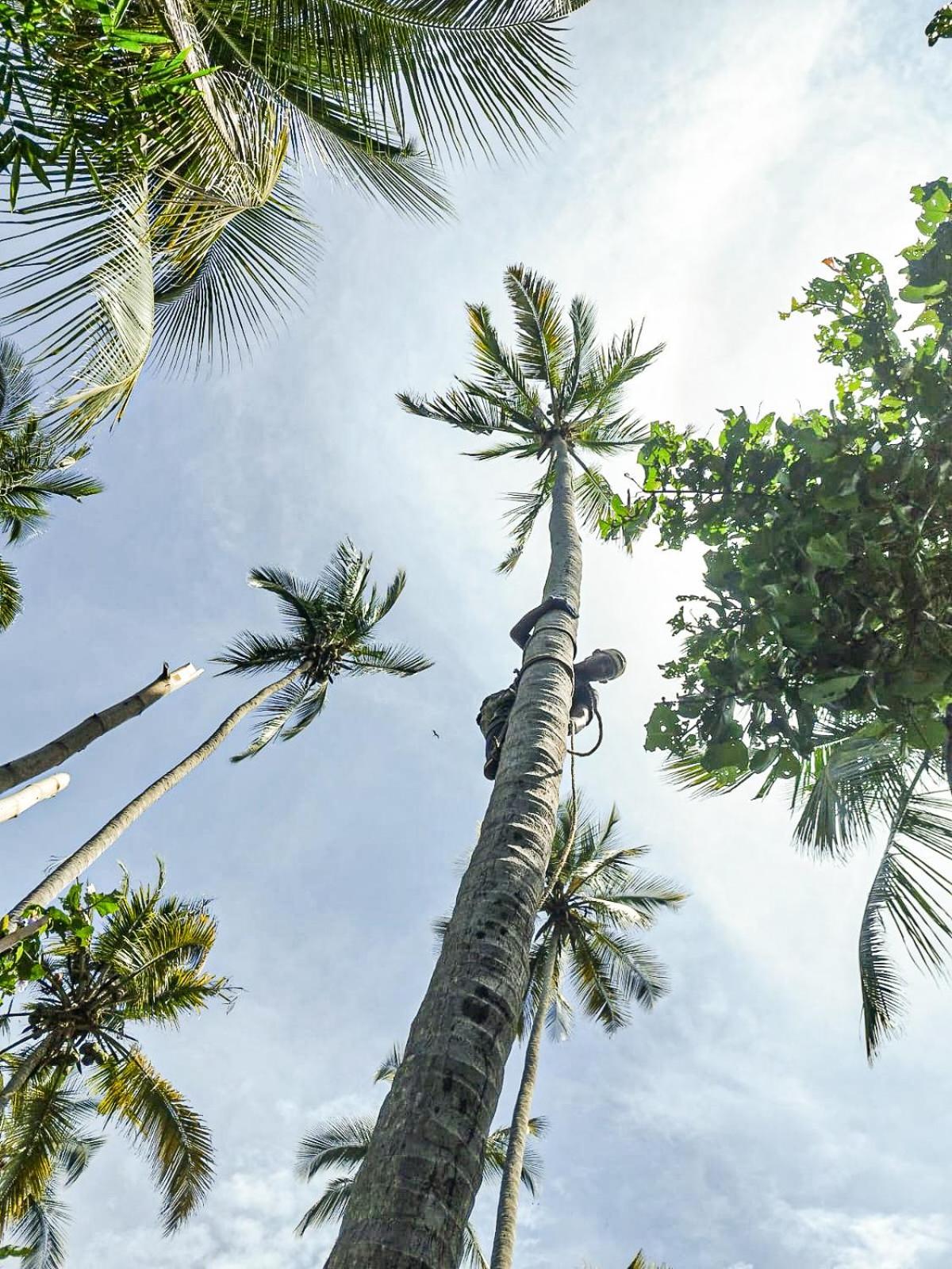 Lote 10 Glamping Hotel Guachaca ภายนอก รูปภาพ